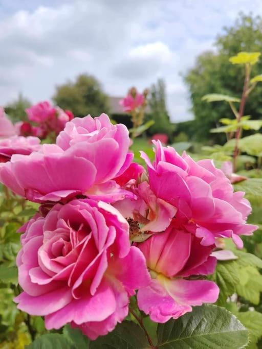 Ardres Le Jardin Des Lacs Gite Nature Et Spa מראה חיצוני תמונה